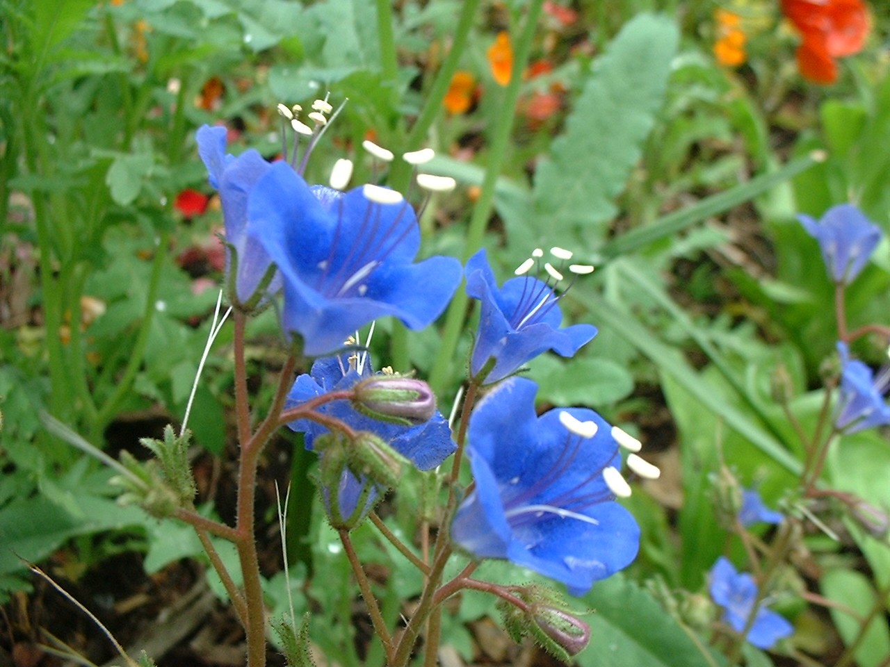 Blue Wildflowers 42
